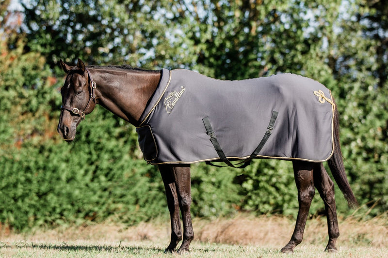 Cavallino Show Rug